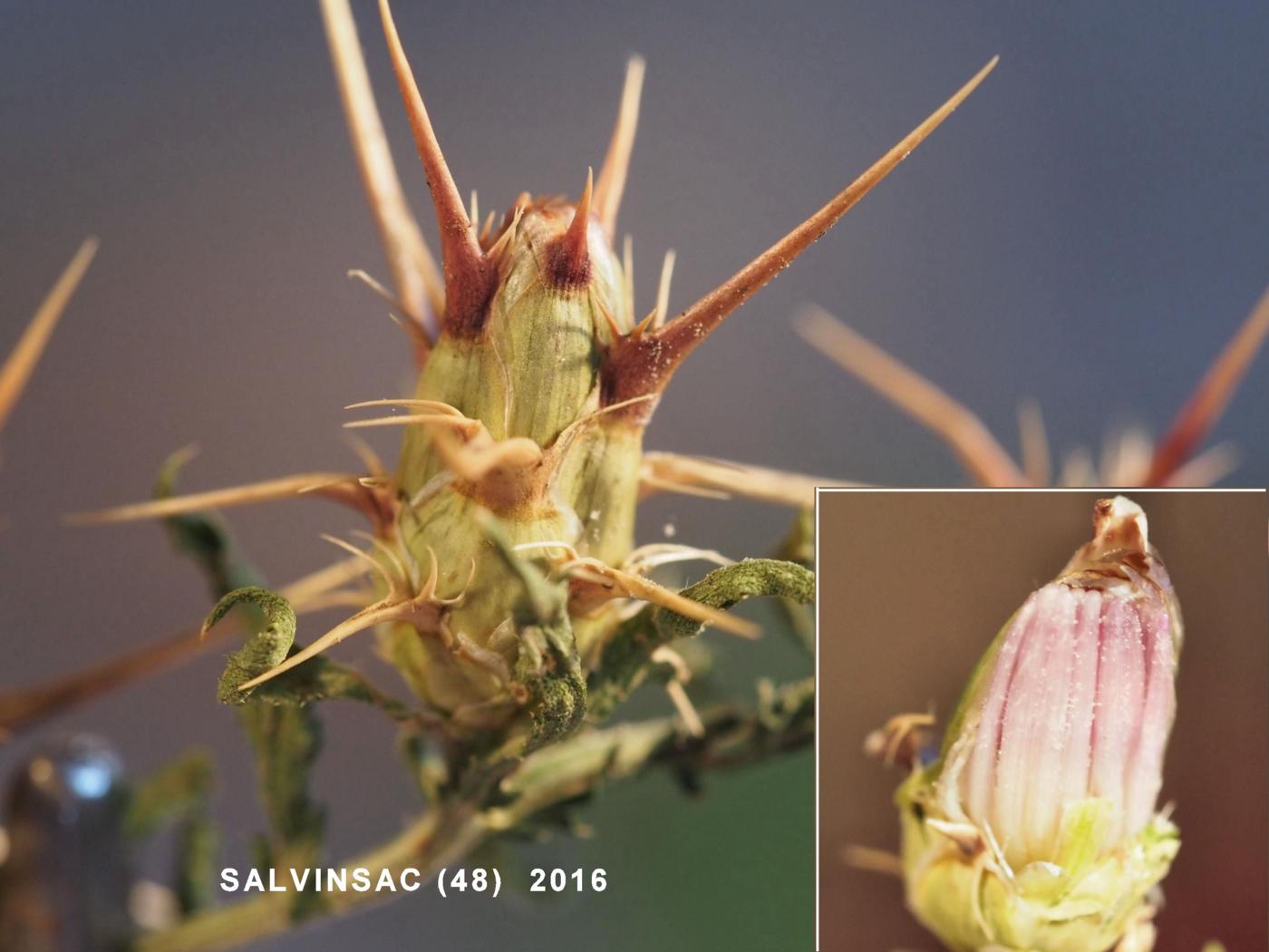 Star-thistle, Red fruit